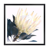 Yellow Protea Square II-The Paper Tree-floral,flower,flowers,portrait,premium art print,protea,protea flower,protea flowers,square,wall art,Wall_Art,Wall_Art_Prints,yellow,yellow flower