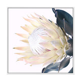 Yellow Protea Square-The Paper Tree-floral,flower,flowers,portrait,premium art print,protea,protea flower,protea flowers,square,wall art,Wall_Art,Wall_Art_Prints,yellow,yellow flower