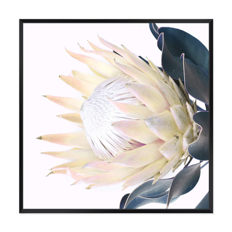 Yellow Protea Square-The Paper Tree-floral,flower,flowers,portrait,premium art print,protea,protea flower,protea flowers,square,wall art,Wall_Art,Wall_Art_Prints,yellow,yellow flower