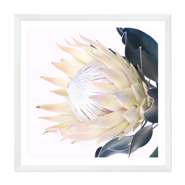 Yellow Protea Square-The Paper Tree-floral,flower,flowers,portrait,premium art print,protea,protea flower,protea flowers,square,wall art,Wall_Art,Wall_Art_Prints,yellow,yellow flower