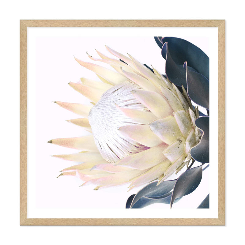 Yellow Protea Square-The Paper Tree-floral,flower,flowers,portrait,premium art print,protea,protea flower,protea flowers,square,wall art,Wall_Art,Wall_Art_Prints,yellow,yellow flower