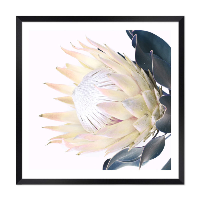 Yellow Protea Square-The Paper Tree-floral,flower,flowers,portrait,premium art print,protea,protea flower,protea flowers,square,wall art,Wall_Art,Wall_Art_Prints,yellow,yellow flower