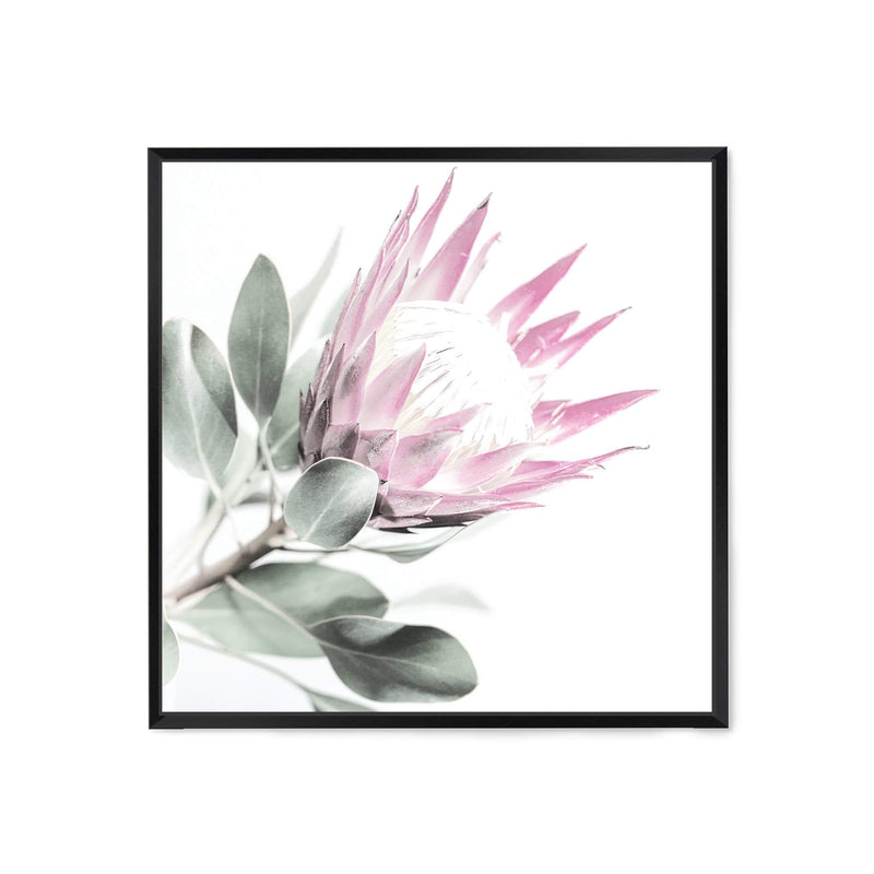 Pink Protea Square II-The Paper Tree-dusty pink,floral,flower,flowers,pink flower,pink protea,portrait,premium art print,protea,protea flower,protea flowers,square,wall art,Wall_Art,Wall_Art_Prints