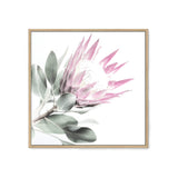 Pink Protea Square II-The Paper Tree-dusty pink,floral,flower,flowers,pink flower,pink protea,portrait,premium art print,protea,protea flower,protea flowers,square,wall art,Wall_Art,Wall_Art_Prints