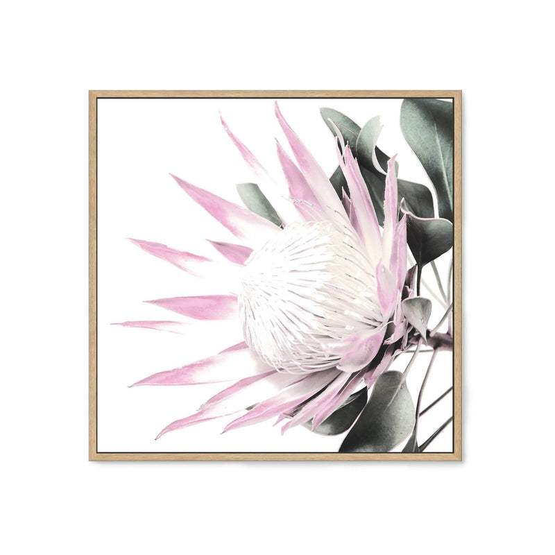 Pink Protea Square-The Paper Tree-dusty pink,floral,flower,flowers,pink flower,pink protea,portrait,premium art print,protea,protea flower,protea flowers,square,wall art,Wall_Art,Wall_Art_Prints