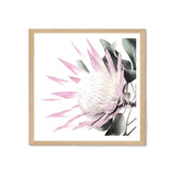 Pink Protea Square-The Paper Tree-dusty pink,floral,flower,flowers,pink flower,pink protea,portrait,premium art print,protea,protea flower,protea flowers,square,wall art,Wall_Art,Wall_Art_Prints