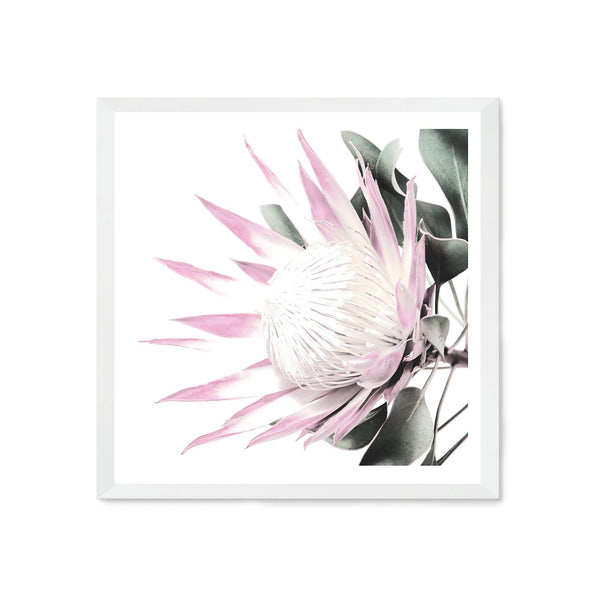 Pink Protea Square-The Paper Tree-dusty pink,floral,flower,flowers,pink flower,pink protea,portrait,premium art print,protea,protea flower,protea flowers,square,wall art,Wall_Art,Wall_Art_Prints