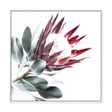 Red King Protea Square II-The Paper Tree-floral,flower,flowers,portrait,premium art print,protea,protea flower,protea flowers,red,red flower,red protea,red protea flower,square,wall art,Wall_Art,Wall_Art_Prints