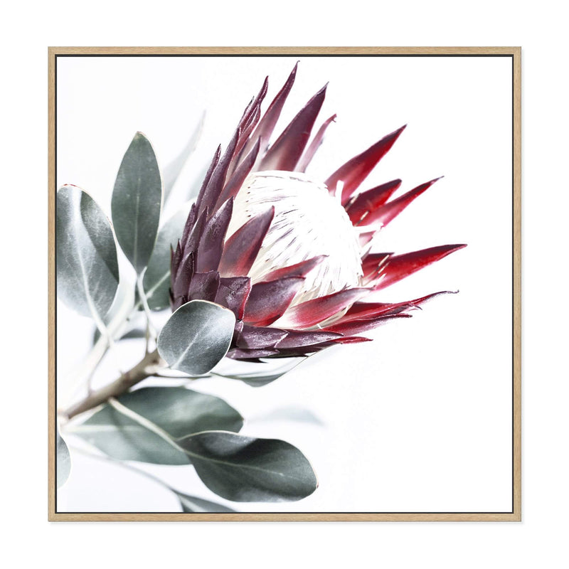 Red King Protea Square II-The Paper Tree-floral,flower,flowers,portrait,premium art print,protea,protea flower,protea flowers,red,red flower,red protea,red protea flower,square,wall art,Wall_Art,Wall_Art_Prints