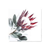 Red King Protea Square II-The Paper Tree-floral,flower,flowers,portrait,premium art print,protea,protea flower,protea flowers,red,red flower,red protea,red protea flower,square,wall art,Wall_Art,Wall_Art_Prints