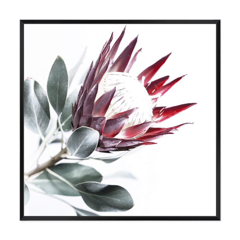 Red King Protea Square II-The Paper Tree-floral,flower,flowers,portrait,premium art print,protea,protea flower,protea flowers,red,red flower,red protea,red protea flower,square,wall art,Wall_Art,Wall_Art_Prints