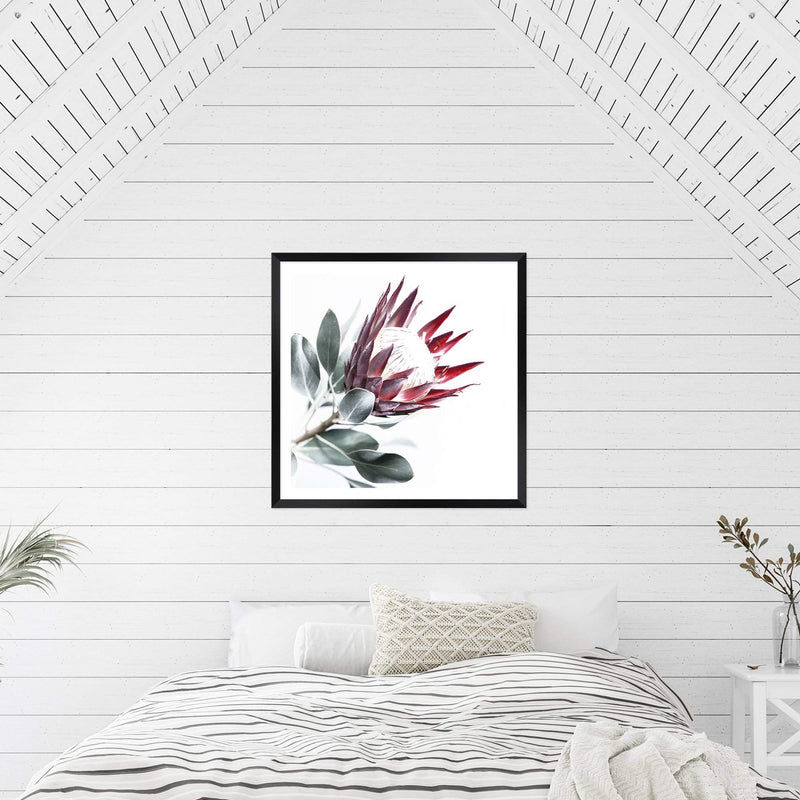 Red King Protea Square II-The Paper Tree-floral,flower,flowers,portrait,premium art print,protea,protea flower,protea flowers,red,red flower,red protea,red protea flower,square,wall art,Wall_Art,Wall_Art_Prints