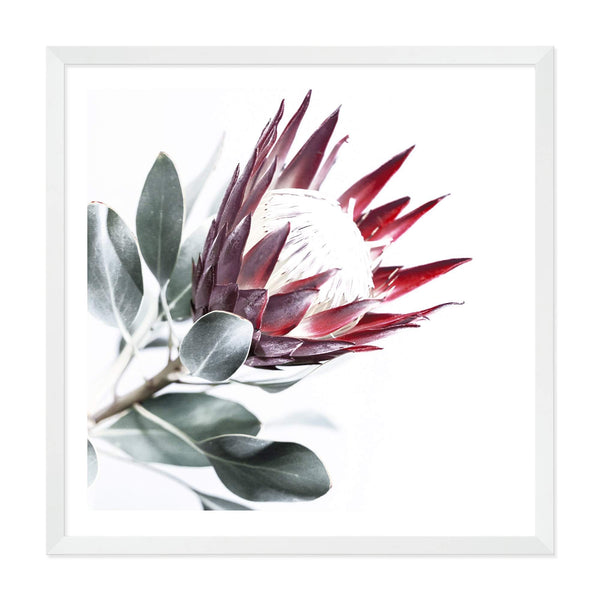 Red King Protea Square II-The Paper Tree-floral,flower,flowers,portrait,premium art print,protea,protea flower,protea flowers,red,red flower,red protea,red protea flower,square,wall art,Wall_Art,Wall_Art_Prints