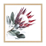 Red King Protea Square II-The Paper Tree-floral,flower,flowers,portrait,premium art print,protea,protea flower,protea flowers,red,red flower,red protea,red protea flower,square,wall art,Wall_Art,Wall_Art_Prints