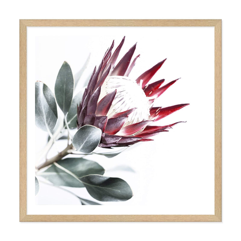 Red King Protea Square II-The Paper Tree-floral,flower,flowers,portrait,premium art print,protea,protea flower,protea flowers,red,red flower,red protea,red protea flower,square,wall art,Wall_Art,Wall_Art_Prints