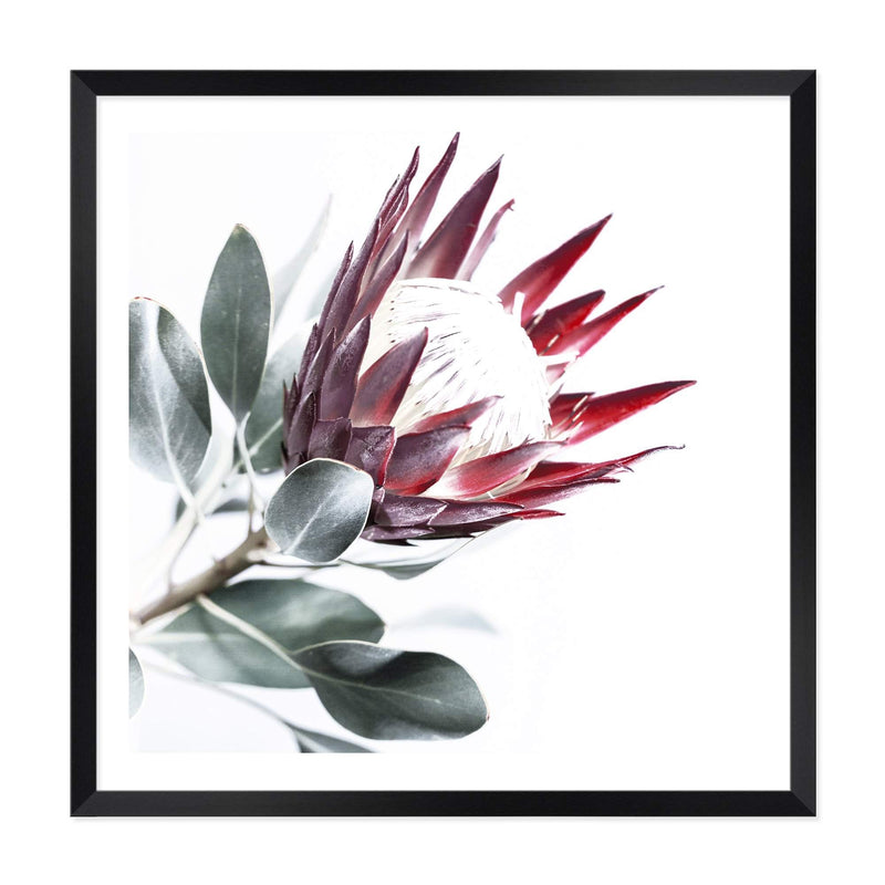 Red King Protea Square II-The Paper Tree-floral,flower,flowers,portrait,premium art print,protea,protea flower,protea flowers,red,red flower,red protea,red protea flower,square,wall art,Wall_Art,Wall_Art_Prints