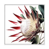 Red King Protea Square-The Paper Tree-floral,flower,flowers,portrait,premium art print,protea,protea flower,protea flowers,red,red flower,red protea,red protea flower,square,wall art,Wall_Art,Wall_Art_Prints