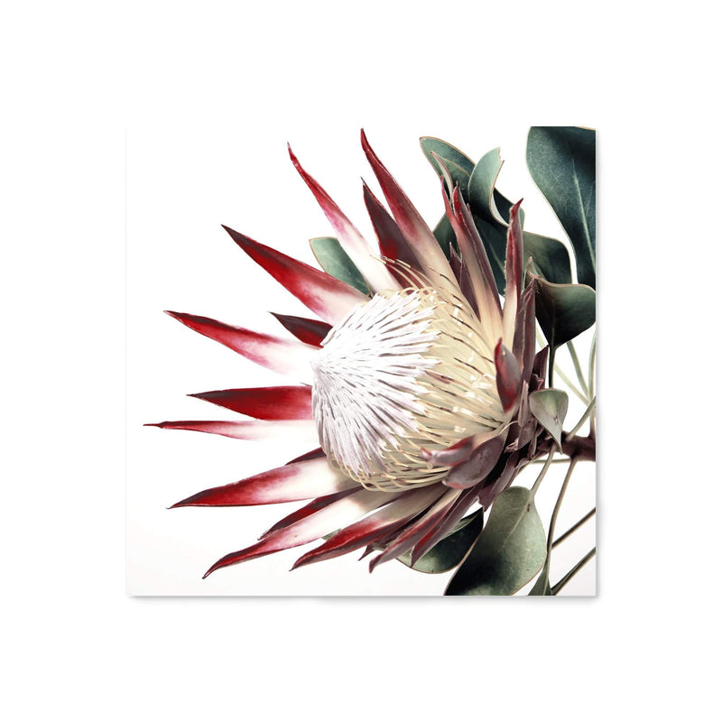 Red King Protea Square-The Paper Tree-floral,flower,flowers,portrait,premium art print,protea,protea flower,protea flowers,red,red flower,red protea,red protea flower,square,wall art,Wall_Art,Wall_Art_Prints