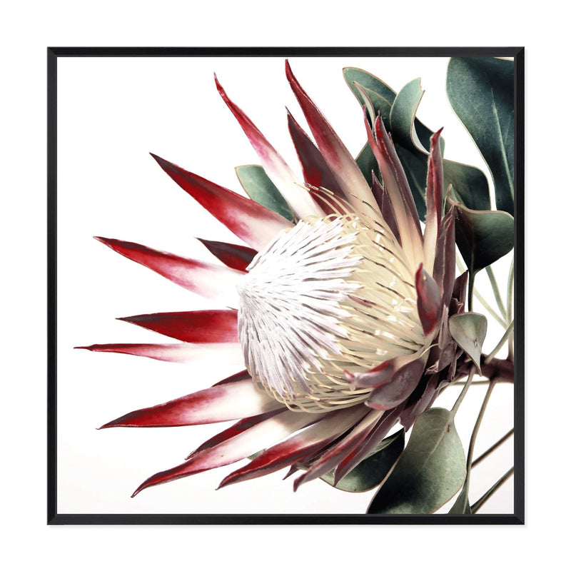 Red King Protea Square-The Paper Tree-floral,flower,flowers,portrait,premium art print,protea,protea flower,protea flowers,red,red flower,red protea,red protea flower,square,wall art,Wall_Art,Wall_Art_Prints