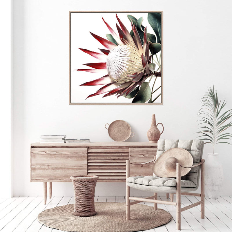 Red King Protea Square-The Paper Tree-floral,flower,flowers,portrait,premium art print,protea,protea flower,protea flowers,red,red flower,red protea,red protea flower,square,wall art,Wall_Art,Wall_Art_Prints