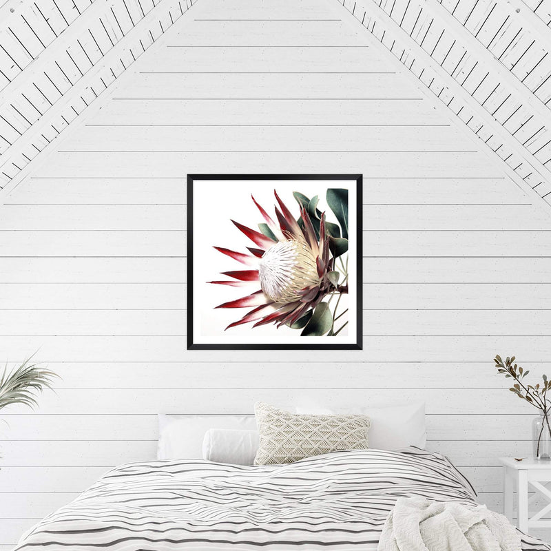 Red King Protea Square-The Paper Tree-floral,flower,flowers,portrait,premium art print,protea,protea flower,protea flowers,red,red flower,red protea,red protea flower,square,wall art,Wall_Art,Wall_Art_Prints