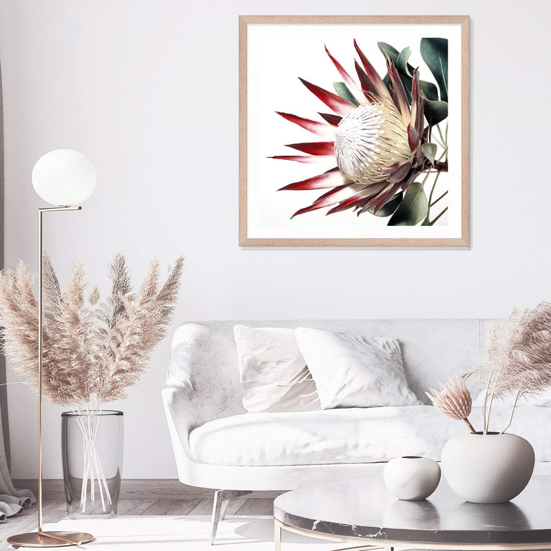 Red King Protea Square-The Paper Tree-floral,flower,flowers,portrait,premium art print,protea,protea flower,protea flowers,red,red flower,red protea,red protea flower,square,wall art,Wall_Art,Wall_Art_Prints