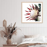 Red King Protea Square-The Paper Tree-floral,flower,flowers,portrait,premium art print,protea,protea flower,protea flowers,red,red flower,red protea,red protea flower,square,wall art,Wall_Art,Wall_Art_Prints