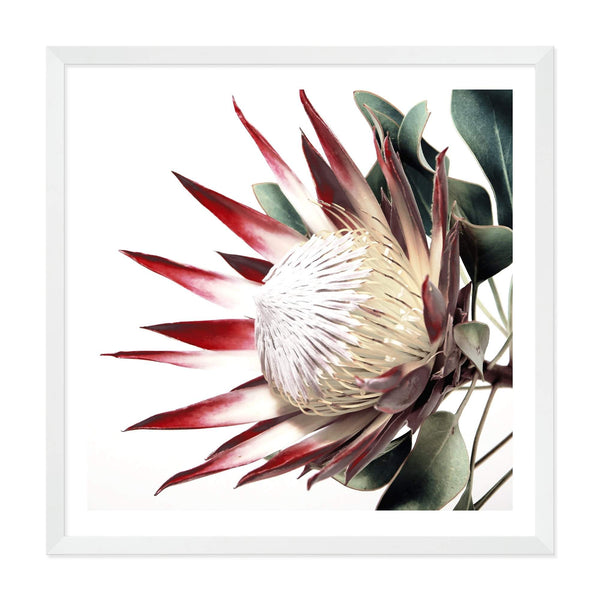 Red King Protea Square-The Paper Tree-floral,flower,flowers,portrait,premium art print,protea,protea flower,protea flowers,red,red flower,red protea,red protea flower,square,wall art,Wall_Art,Wall_Art_Prints