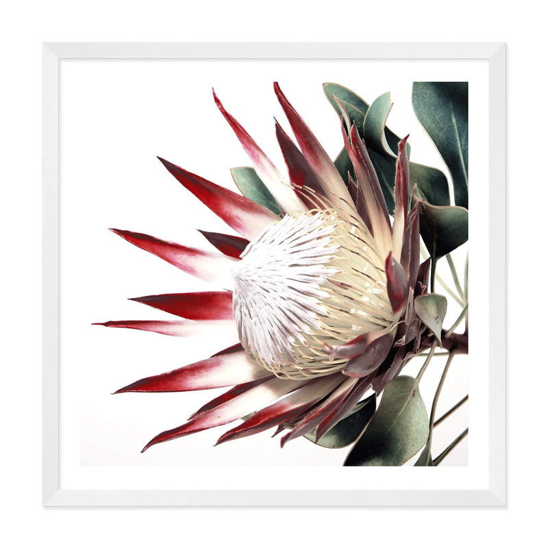 Red King Protea Square-The Paper Tree-floral,flower,flowers,portrait,premium art print,protea,protea flower,protea flowers,red,red flower,red protea,red protea flower,square,wall art,Wall_Art,Wall_Art_Prints