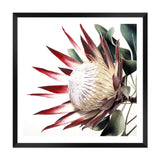 Red King Protea Square-The Paper Tree-floral,flower,flowers,portrait,premium art print,protea,protea flower,protea flowers,red,red flower,red protea,red protea flower,square,wall art,Wall_Art,Wall_Art_Prints