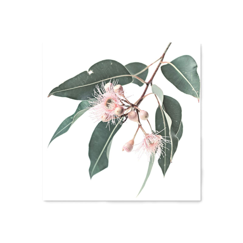 Native Gum Square-The Paper Tree-Art Print,art prints,Artwork,australia,australian,australian native,australiana,botanical,eucalyptus,eucalyptus leaf,eucalyptus leaves,floral,flower,framed,green,gum,gum leaf,gum leaves,HAMPTONS,Muted Tone,native,peach,pink,pink flower,premium art print,square,wall art,Wall_Art,Wall_Art_Prints,wild flower