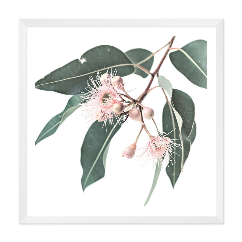 Native Gum Square-The Paper Tree-Art Print,art prints,Artwork,australia,australian,australian native,australiana,botanical,eucalyptus,eucalyptus leaf,eucalyptus leaves,floral,flower,framed,green,gum,gum leaf,gum leaves,HAMPTONS,Muted Tone,native,peach,pink,pink flower,premium art print,square,wall art,Wall_Art,Wall_Art_Prints,wild flower