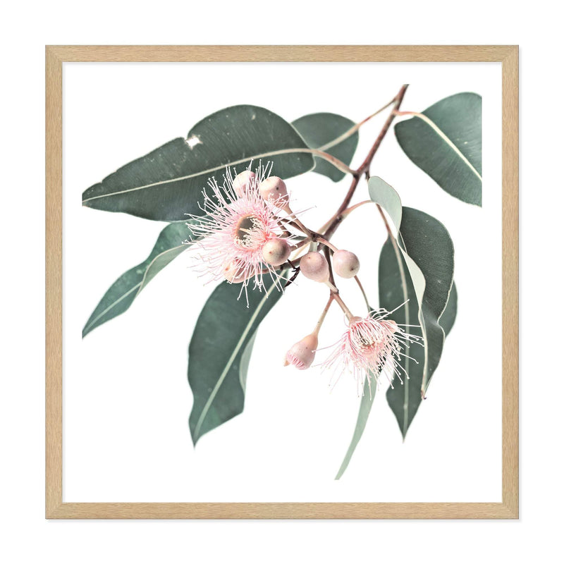 Native Gum Square-The Paper Tree-Art Print,art prints,Artwork,australia,australian,australian native,australiana,botanical,eucalyptus,eucalyptus leaf,eucalyptus leaves,floral,flower,framed,green,gum,gum leaf,gum leaves,HAMPTONS,Muted Tone,native,peach,pink,pink flower,premium art print,square,wall art,Wall_Art,Wall_Art_Prints,wild flower