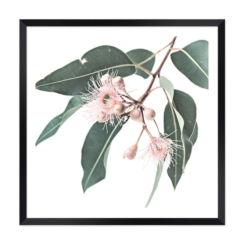 Native Gum Square-The Paper Tree-Art Print,art prints,Artwork,australia,australian,australian native,australiana,botanical,eucalyptus,eucalyptus leaf,eucalyptus leaves,floral,flower,framed,green,gum,gum leaf,gum leaves,HAMPTONS,Muted Tone,native,peach,pink,pink flower,premium art print,square,wall art,Wall_Art,Wall_Art_Prints,wild flower