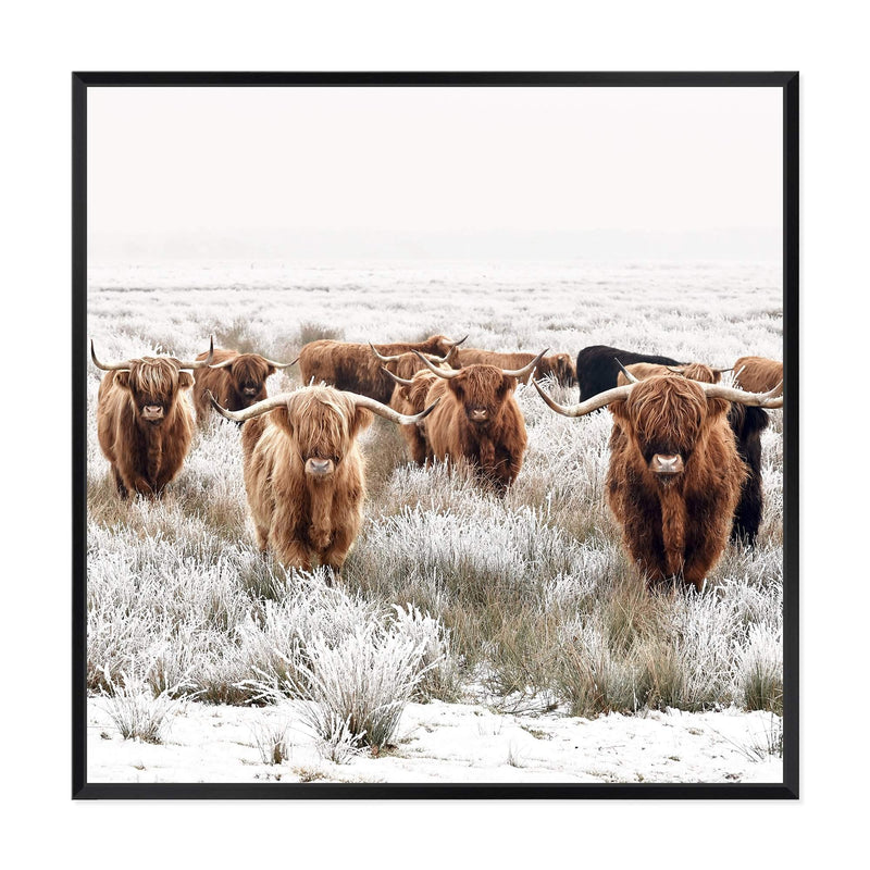 Highland Cattle Herd | Square-The Paper Tree-animal,Art Print,art prints,Artwork,boho,framed,highland,highland bull,highland cattle,highland cow,neutral,premium art print,square,tan,wall art,Wall_Art,Wall_Art_Prints