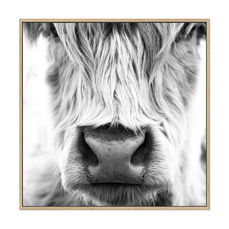 Highland Cow Portrait II | Square-The Paper Tree-animal,Art Print,art prints,Artwork,black & white,boho,framed,highland,highland bull,highland cattle,highland cow,monochrome,premium art print,square,wall art,Wall_Art,Wall_Art_Prints