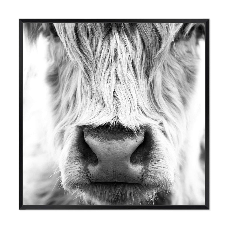 Highland Cow Portrait II | Square-The Paper Tree-animal,Art Print,art prints,Artwork,black & white,boho,framed,highland,highland bull,highland cattle,highland cow,monochrome,premium art print,square,wall art,Wall_Art,Wall_Art_Prints