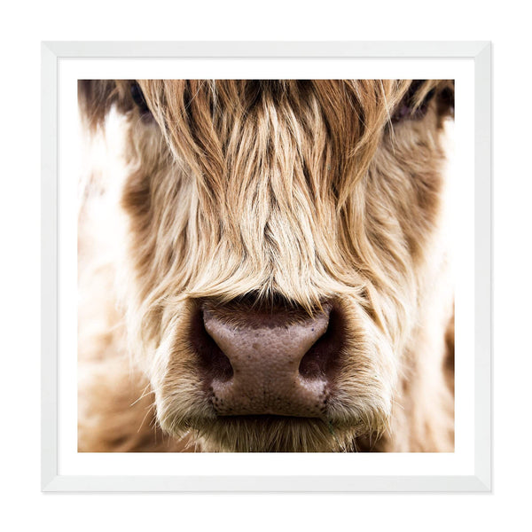 Highland Cow Portrait | Square-The Paper Tree-animal,Art Print,art prints,Artwork,boho,framed,highland,highland bull,highland cattle,highland cow,neutral,premium art print,square,tan,wall art,Wall_Art,Wall_Art_Prints