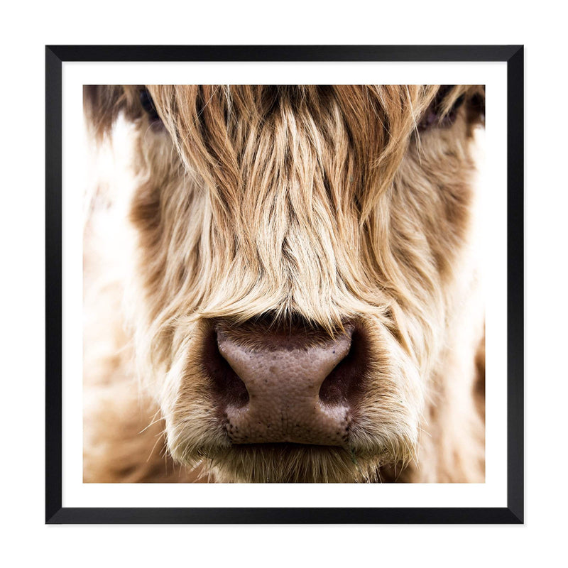 Highland Cow Portrait | Square-The Paper Tree-animal,Art Print,art prints,Artwork,boho,framed,highland,highland bull,highland cattle,highland cow,neutral,premium art print,square,tan,wall art,Wall_Art,Wall_Art_Prints